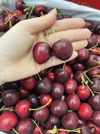 CHERRY ÚC TASMANIA